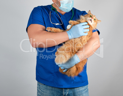 male vet in blue uniform and latex gloves holding an adult fluff