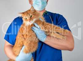 veterinarian doctor in blue uniform holding big fluffy red cat