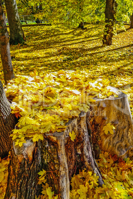 Autumn in park