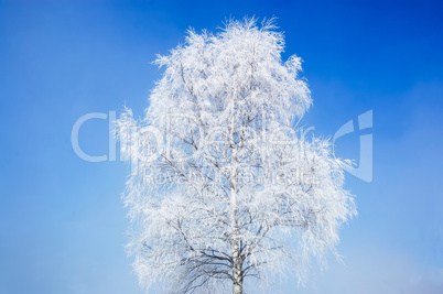 Birch Tree in Winter
