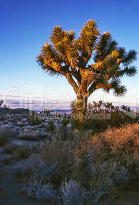 Joshua Tree,  California