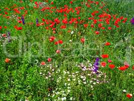 Field with flowers