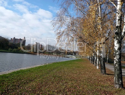 birch alley at autumn