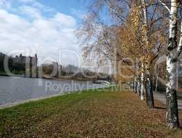 birch alley at autumn