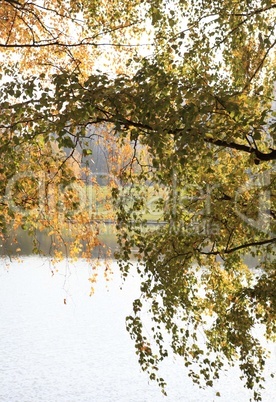 birch at autumn