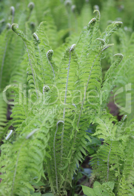 green fern at day