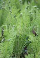 green fern at day