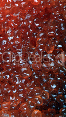 red caviar at day