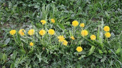 Dandelion at Spring