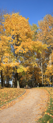 maple alley at autumn