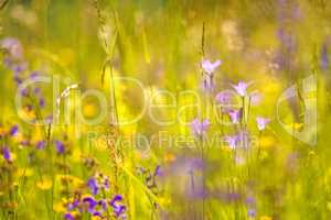 spreading bellflower  in a meadow in spring in Germany