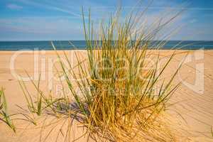 beach grass on a beach of the Baltic sea