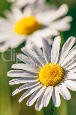 Meadow Daisy Flower at Sunny Day.