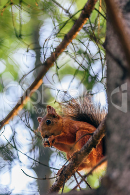 Squirrel eats nuts and sits on branch.