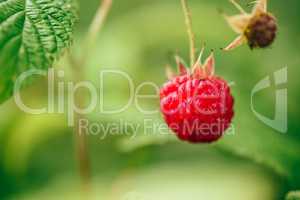 Raspberry with Leaves on a Branch.