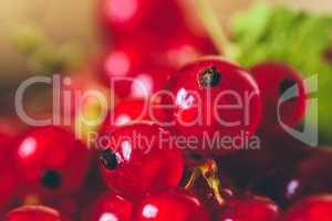 Background of Ripe Red Currant.