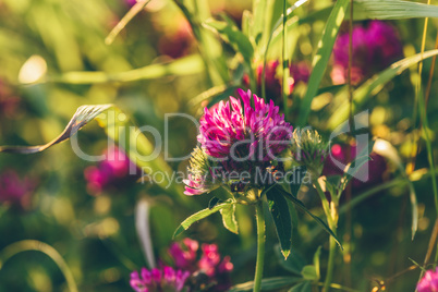 Meadow of Clover Flowers.