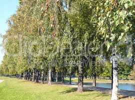 birch alley at autumn