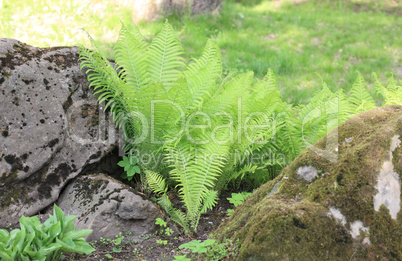 green fern at day green fern at day