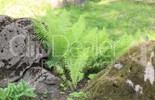 green fern at day