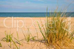 beach grass on a beach of the Baltic sea