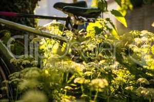 bicycles hidden behind ground elder