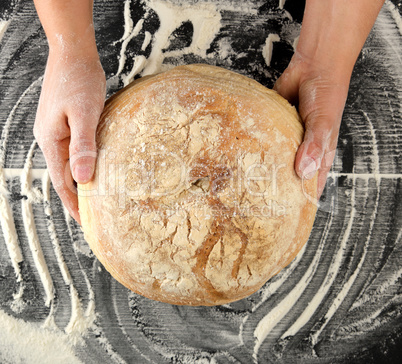 female hands holding round baked bread on a table with flour
