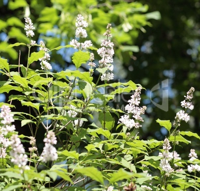 lilac at spring