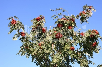 ashberry at dry sunny day