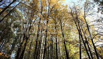 trees in autumn day