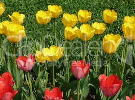 red and yellow tulip at spring