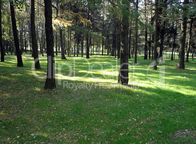 coniferous forest