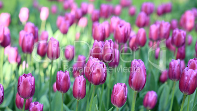 Red Tulip at Spring