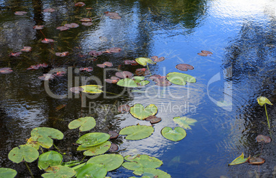 nymphaea in japan garden