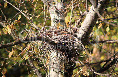 convolute nest on tree