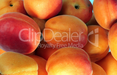 many orange peach at day