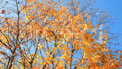 yellow leafs on tree