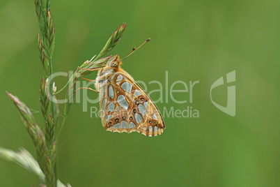 Kleiner Perlmuttfalter (Issoria lathonia)