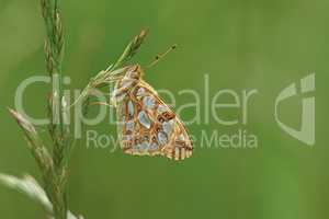 Kleiner Perlmuttfalter (Issoria lathonia)