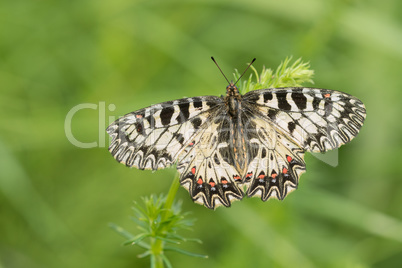 Osterluzeifalter (Zerynthia polyxena)