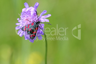 Sechsfleck-Widderchen (Zygaena filipendulae)