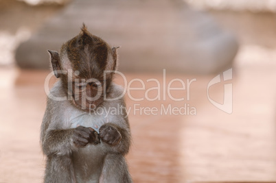 Portrait kleiner Babyaffe auf Bali