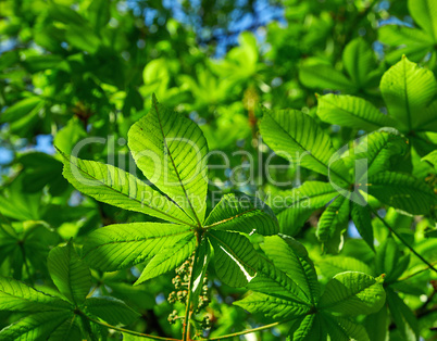 hestnut branch with green leaves