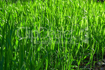 fresh green grass with long leaves in the park in the afternoon