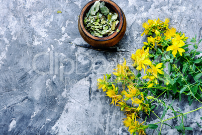 Bunch of blooming Hypericum