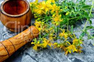 Bunch of blooming Hypericum