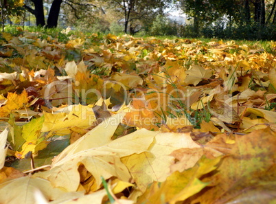 yellow maple carpet