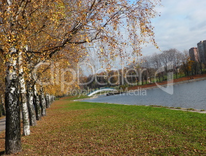 birch alley at autumn