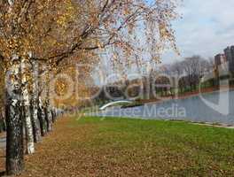 birch alley at autumn