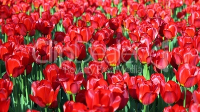 red tulip at spring